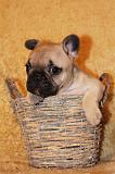 BOULEDOGUE FRANCAIS 812